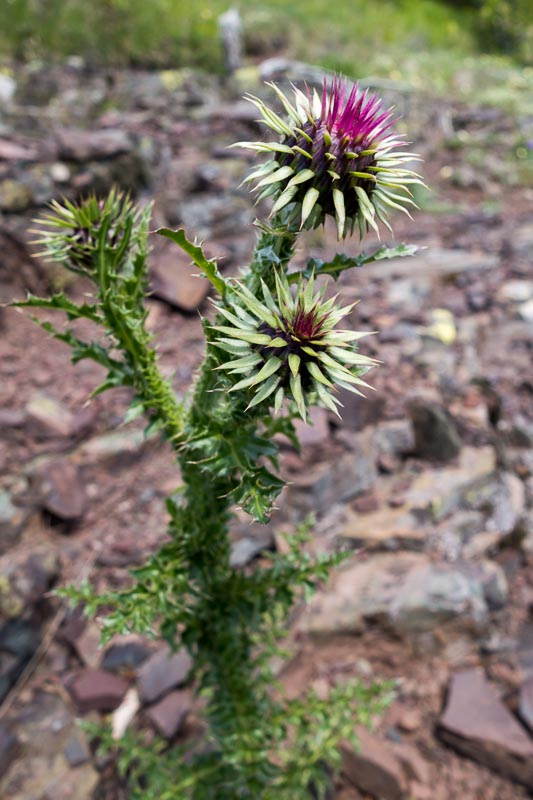 Carduus nutans s.l.